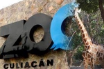 nurseries and aquariums, nurseries and aquariums, animals abandoned during coronavirus lockdown are rescued by a zoo in mexico, Mamma