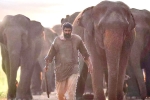 Aranya​ review, Rana Daggubati Aranya​ movie review, aranya movie review rating story cast and crew, Elephants