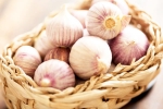 Chinese garlic latest, Chinese garlic banned, how to identify banned chinese garlic in the indian market, Gonda Chinese garlic latest, Chinese garlic banned, how to identify banned chinese garlic in the indian market, Gonda