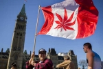 Senate, Legalize, canada senate legalizes recreational marijuana, Senate vote