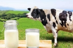 Cow Milk Protein bad for health, Cow Milk Protein bad for health, can cow milk protein lead to type 1 diabetes, Viral