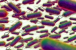 E.coli Outbreak United Kingdom, E.coli Outbreak breaking, all about e coli outbreak in the united kingdom, Sandwiches