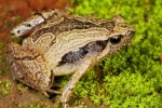 South Indian Frog Mucus Kills H1 Flu Virus, South Indian Frog Mucus Kills H1 Influenza Virus, south indian frog mucus kills flu virus, Fungal pesticides