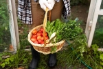 Fruits and Veggies home garden, Vegetables, fruits and veggies that are easy to grow at home, Mango