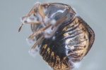 Traditional Chemicals, Fungal Pesticides, fungal pesticides offer alternative to traditional chemicals, Biopesticides