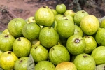 Guava bad for diabetics, Guava bad for which people, who should be careful with guava, Maxim Guava bad for diabetics, Guava bad for which people, who should be careful with guava, Maxim