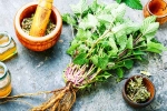 Lemon Balm, Lemon Balm benefits, all about lemon balm and its health benefits, Holistic health