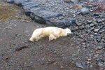 Polar Bear In Iceland updates, Polar Bear In Iceland shot, polar bear appears in iceland for the first time in 8 years, Hungry