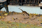 New York, Somewhat bloodthirsty campaign, must experience trend in new york city, Queen