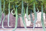 Snake Gourd disadvantages, Snake Gourd latest, advantages of eating snake gourd, Food cravings