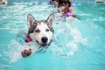 Swimming Dog Fitness good or bad, Dog Fitness tips, how can swimming boost your dog s fitness, Puppy
