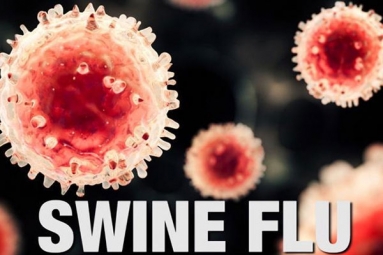 Swine flu detected in Maryland Fair