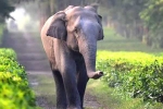 elephants, elephants, tamed elephants in india to get unique identification numbers like aadhar, Circus