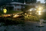 Maryland Top Story, Maryland Top Story, toddler killed when tree fell on him accidentally, The reader