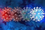 C.1.2 variant latest, C.1.2 variant traced, latest coronavirus variant evades vaccine protection, New covid variant