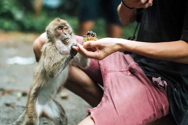 What to do after a Monkey Bite?