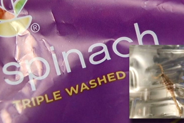 Indian Couple Found Live Scorpion In Spinach