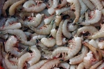 fishing practice, fishing practice, indian shrimp faces threat of ban in u s, Cmf