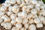 Garlic Vs Mosquito Repellent, Garlic Vs Mosquito Repellent experts, is garlic a mosquito repellent, Clothing Garlic Vs Mosquito Repellent, Garlic Vs Mosquito Repellent experts, is garlic a mosquito repellent, Clothing