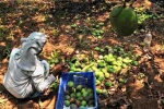 Nipah, Export, nipah effect mango growers in karnataka faces tough time in export, Nipah virus Nipah, Export, nipah effect mango growers in karnataka faces tough time in export, Nipah virus