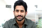 Naga Chaitanya movies, Naga Chaitanya upcoming movies, naga chaitanya coming up with a strong lineup of films, Chinni