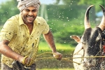 Sreekaram cast, 14 Reels Plus, sharwanand s sreekaram trailer released, Sreekaram Sreekaram cast, 14 Reels Plus, sharwanand s sreekaram trailer released, Sreekaram