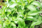 Stevia latest breaking, Stevia Blood Sugar Levels, is consuming stevia bad for blood sugar levels, Stevia blood sugar levels