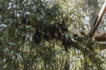 nipah virus, pandemic, study shows coronavirus presence in two indian bats icmr study, Nipah virus nipah virus, pandemic, study shows coronavirus presence in two indian bats icmr study, Nipah virus